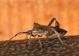 Image of Leaf-footed bug