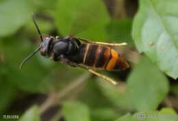 Image of Asian hornet