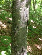 Image of Black birch