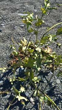 Image of Yellow Horned Poppy