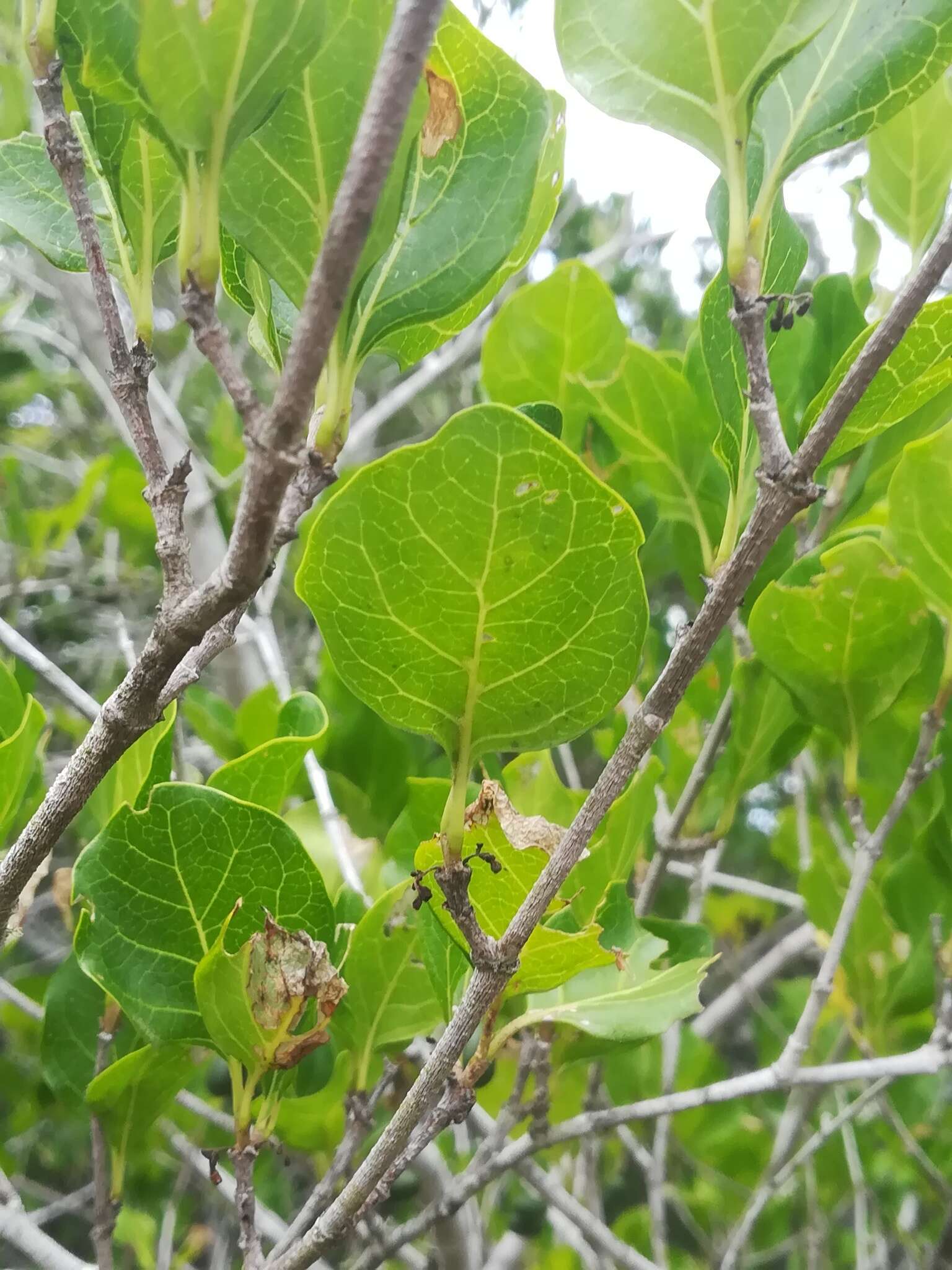 Image of Rock Alder