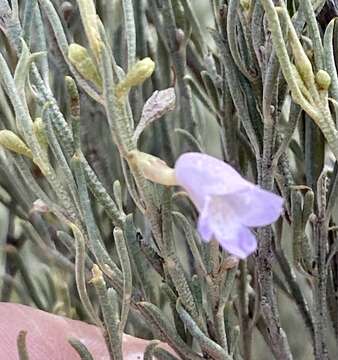 Image of Eremophila scoparia (R. Br.) F. Muell.