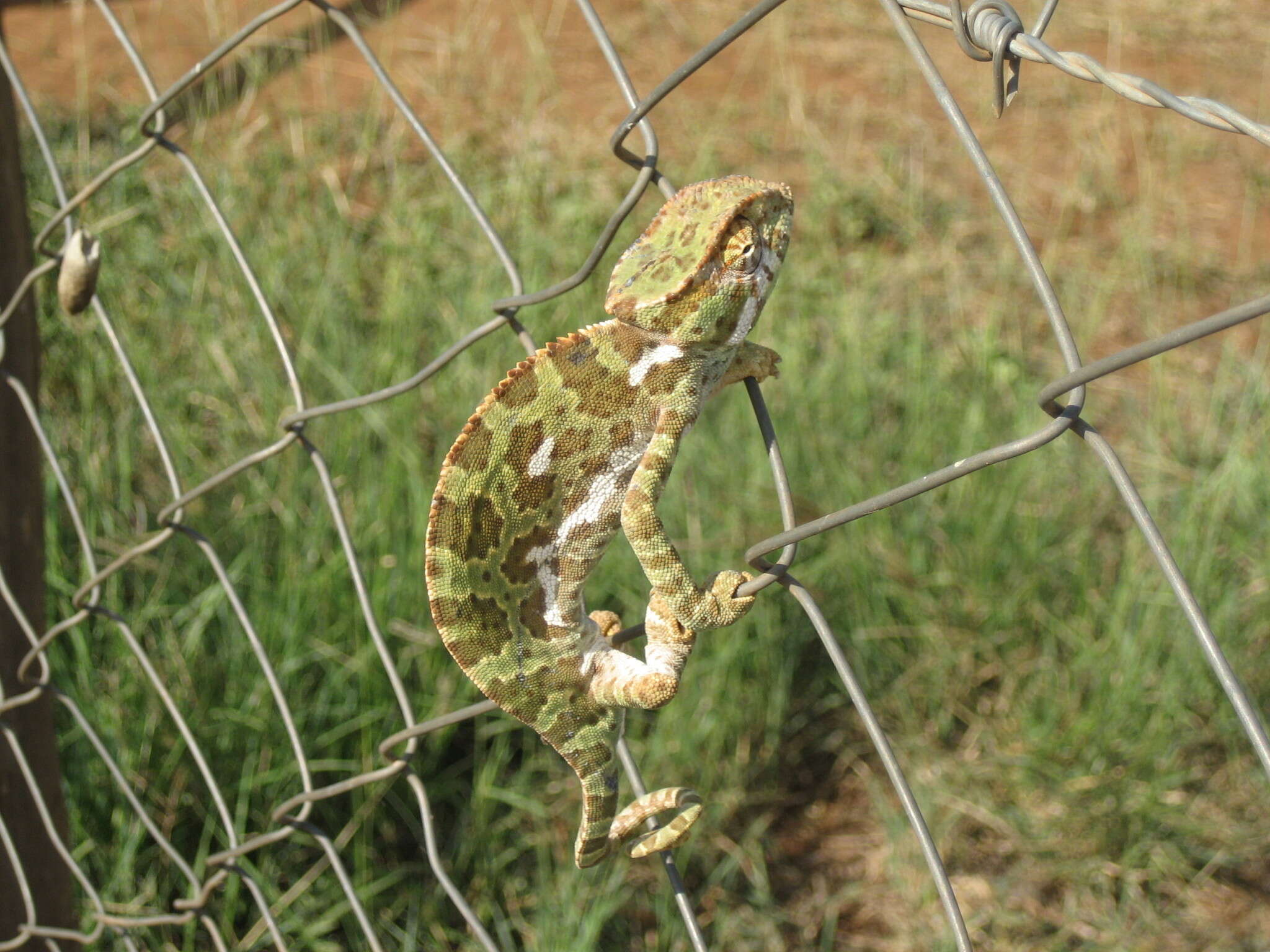 Image of Graceful Chameleon