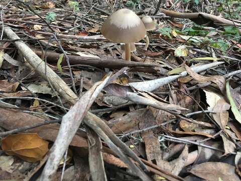 Psathyrella longipes (Peck) A. H. Sm. 1941 resmi