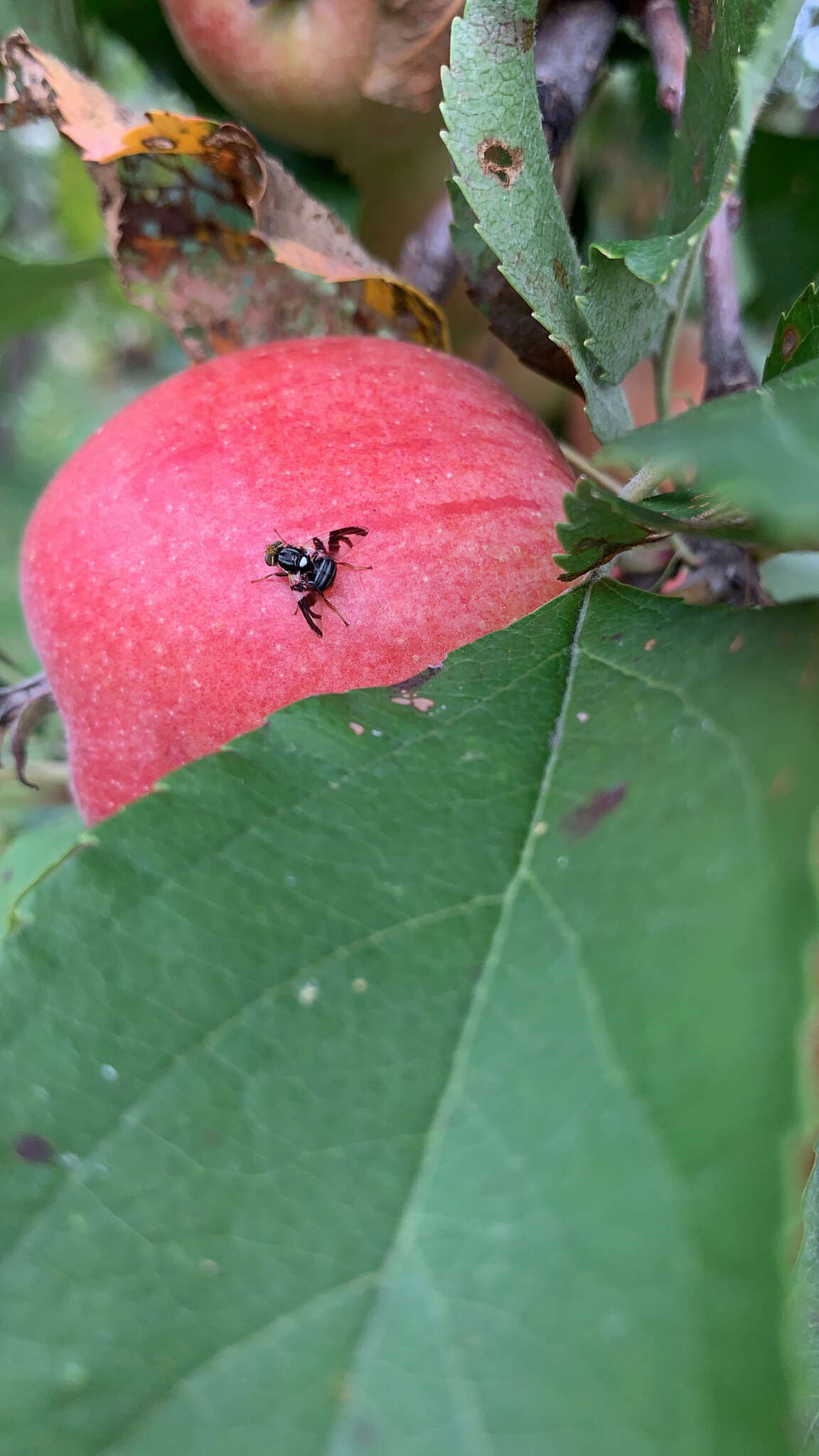 Image of Apple Maggot Fly