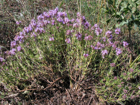 Image of Thymus pallasianus Heinr. Braun