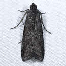 Image of Phobus funerella Dyar 1925