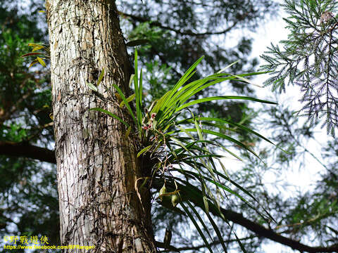 Image de Cymbidium dayanum Rchb. fil.