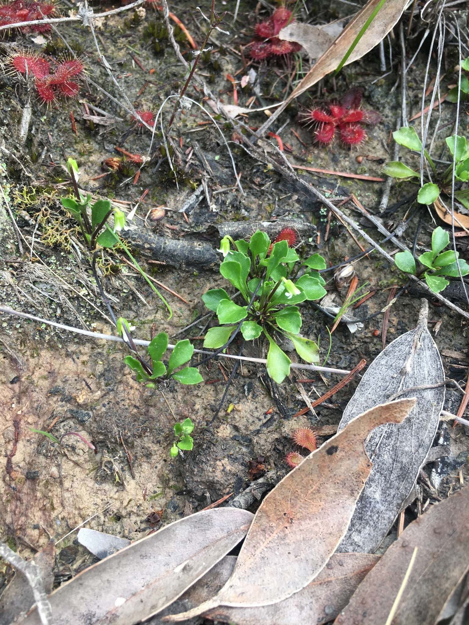 Image of Viola hederacea subsp. cleistogamoides L. Adams