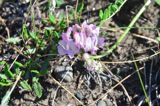 Sivun Oxytropis sordida kuva