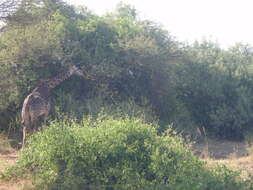 Image of Giraffa camelopardalis tippelskirchi Matschie 1898