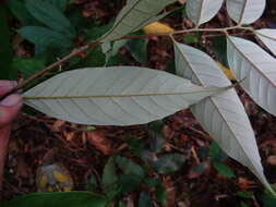 Image of Castanopsis faberi Hance