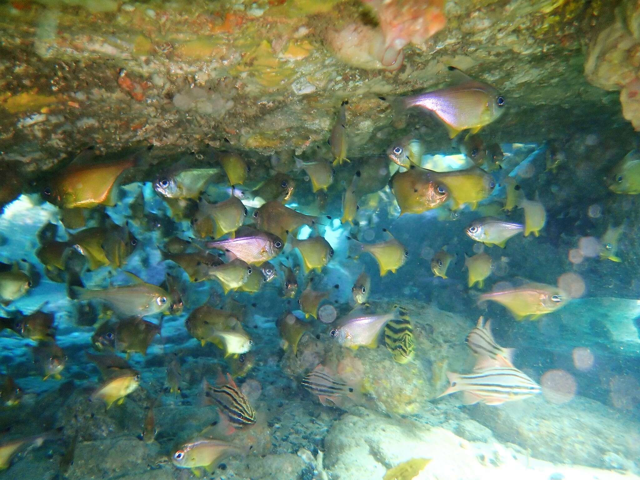 Imagem de Pempheris affinis McCulloch 1911