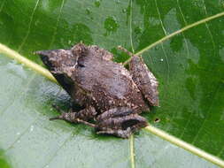 Image of Solomon Islands Leaf Frog