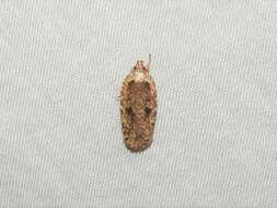 Imagem de Agonopterix pulvipennella Clemens 1864