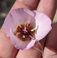 Image of Palmer's mariposa lily