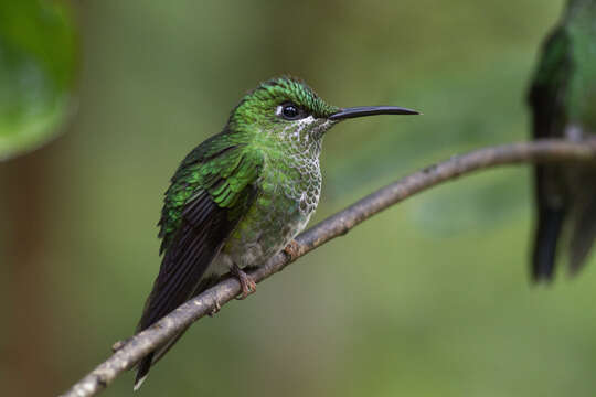 Image of Green-crowned Brilliant