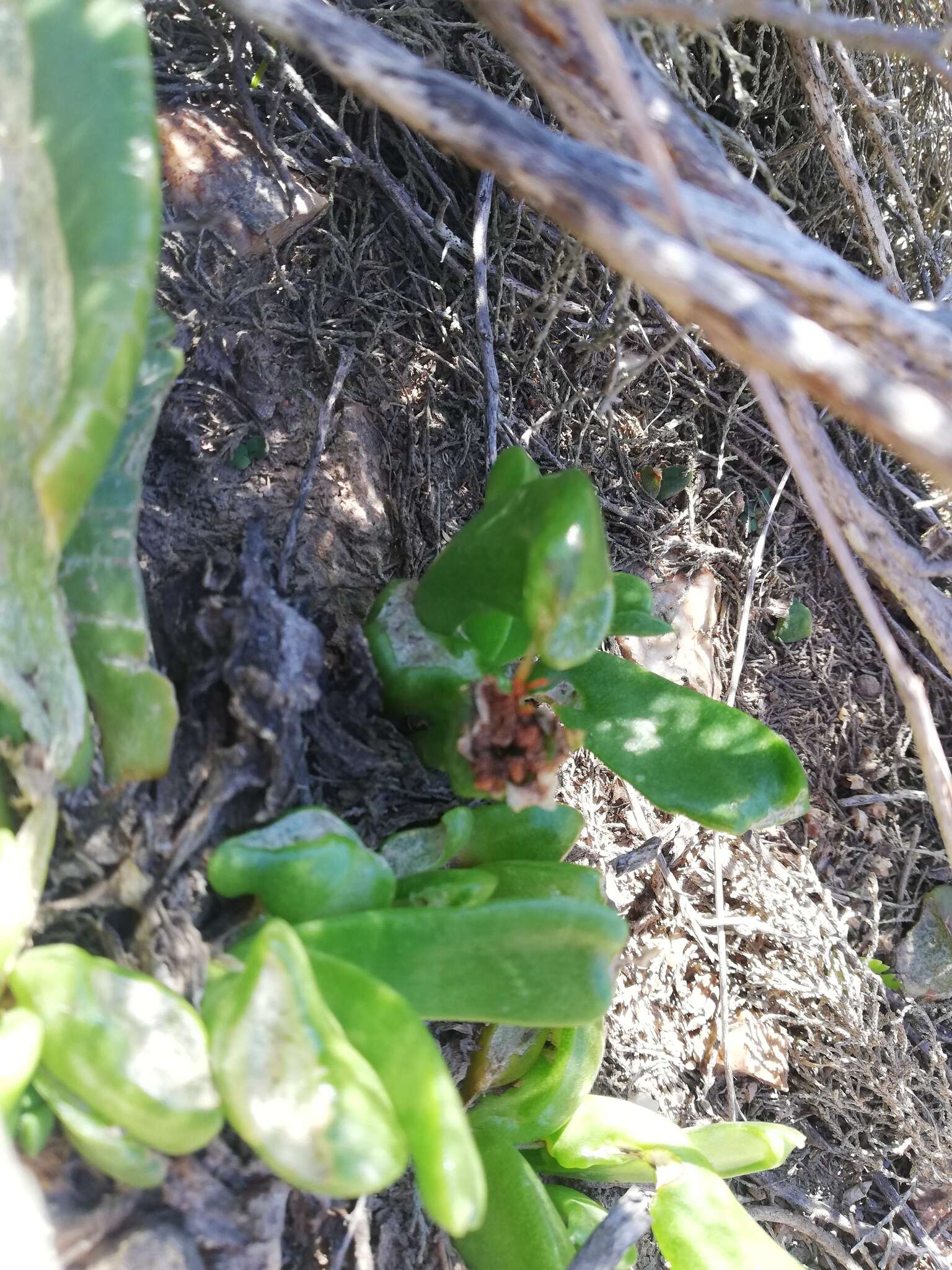 Image of Glottiphyllum depressum (Haw.) N. E. Br.