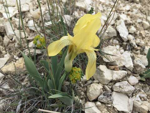 Image of Iris schachtii Markgr.