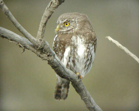 Image of Austral Pygmy Owl