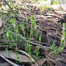 Image of Pterostylis ectypha