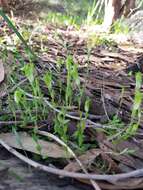 Pterostylis ectypha的圖片