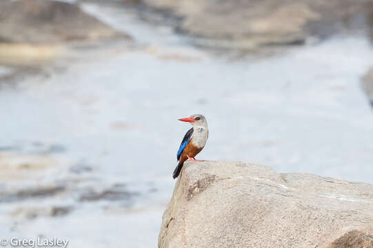 Image of Chestnut-bellied Kingfisher