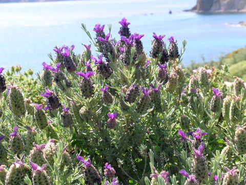 Image of French lavender
