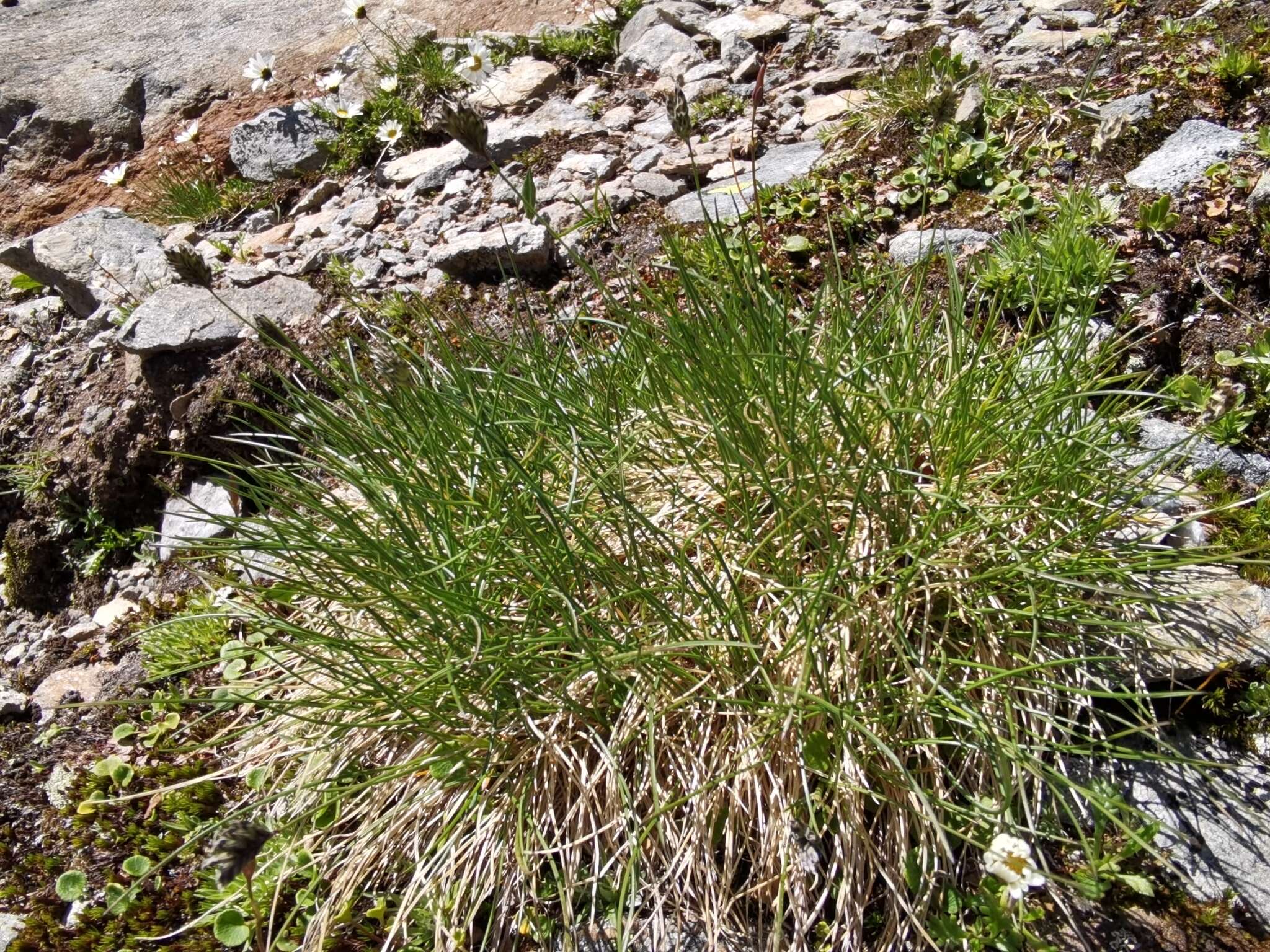 Image of Oreochloa disticha (Wulfen) Link