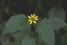 Philactis zinnioides Schrad. resmi