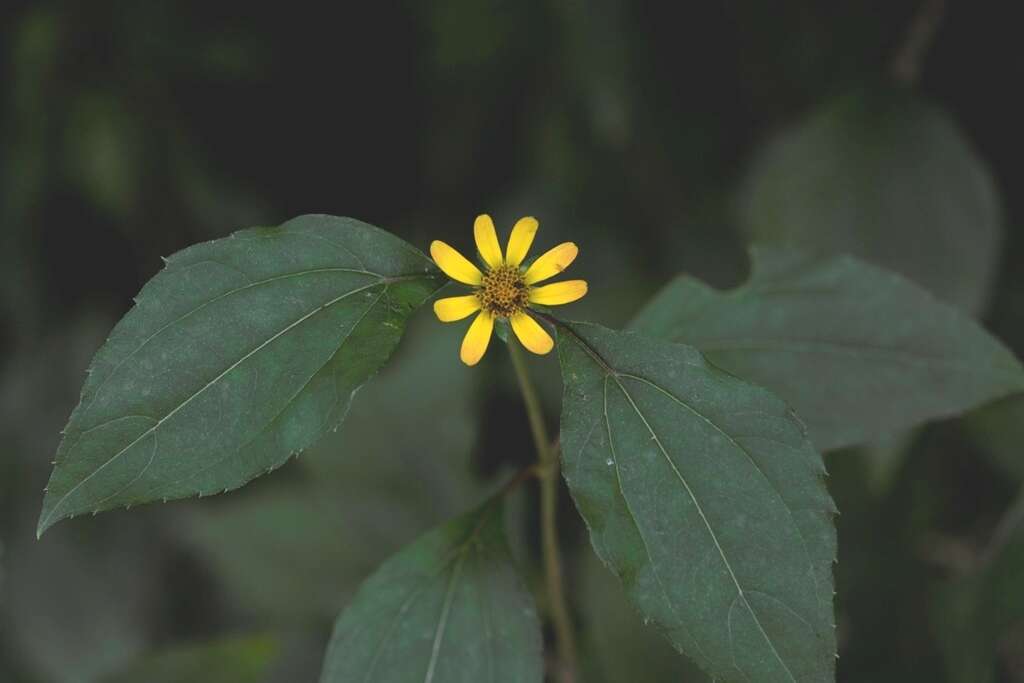 Philactis zinnioides Schrad. resmi