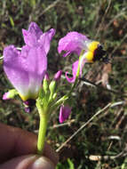 Image de Dodecatheon clevelandii subsp. clevelandii