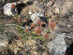 Image of Pretty Blombush