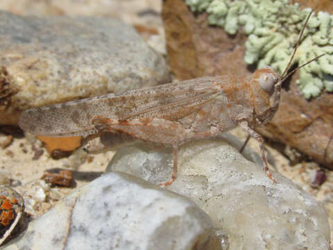 Trimerotropis sparsa (Thomas & C. 1875) resmi