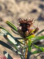 Image of Leucadendron sheilae I. J. M. Williams