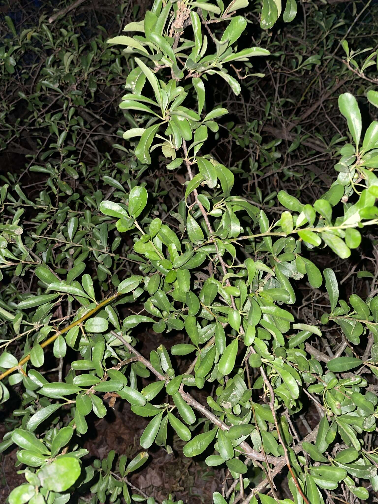 Image de Pyracantha fortuneana (Maxim.) H. L. Li