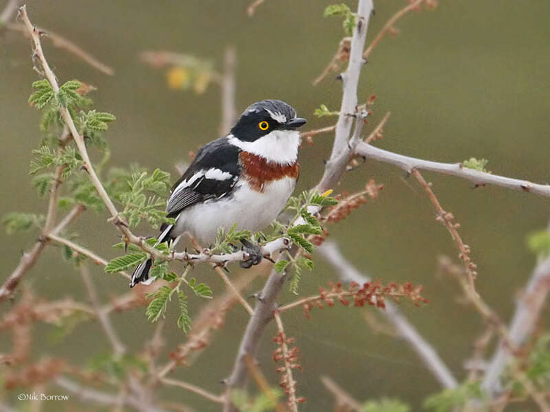 Image of Grey-headed Batis