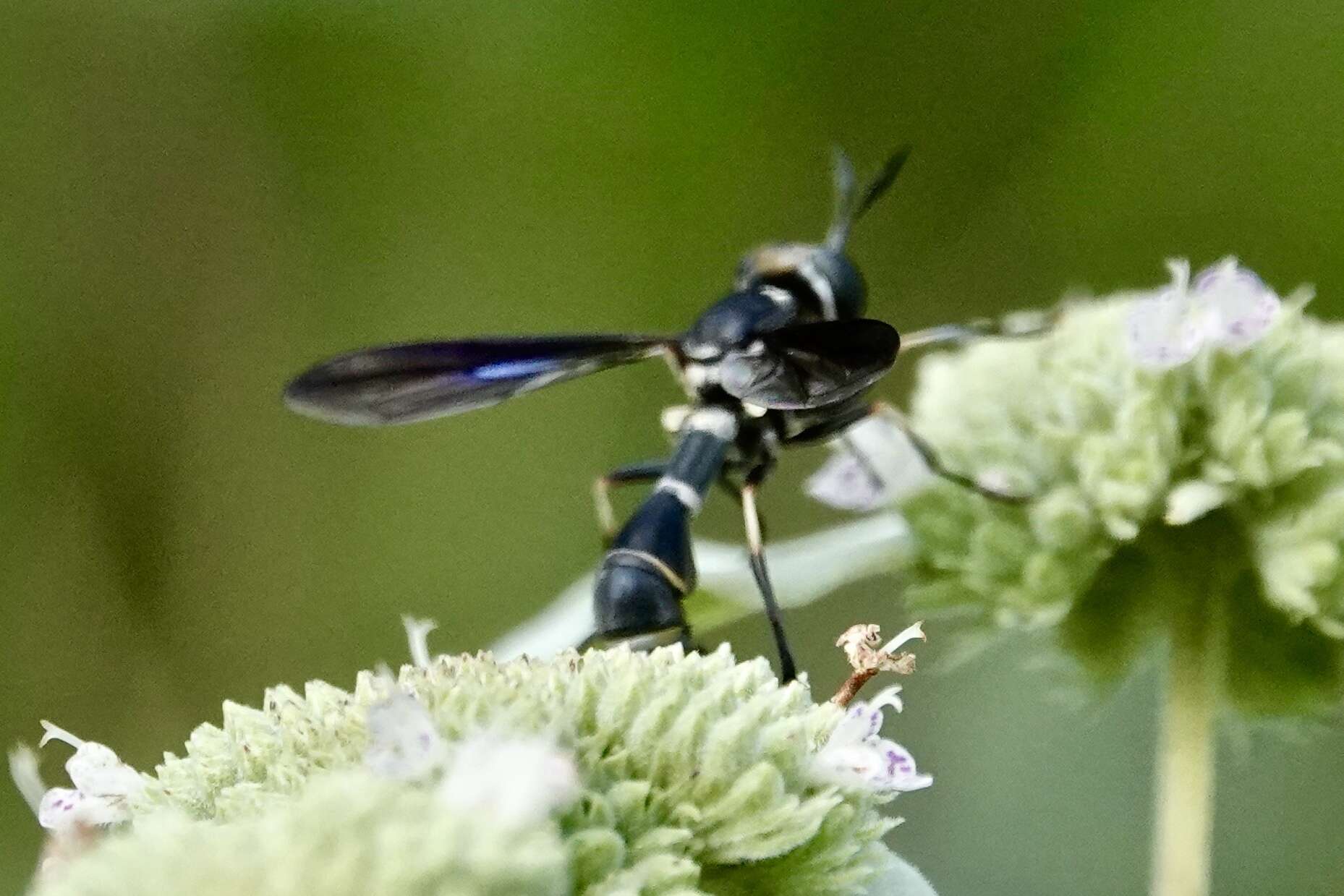 Image of Physoconops obscuripennis (Williston 1882)