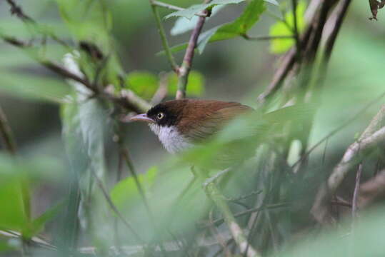 Image of Dark-fronted Babbler