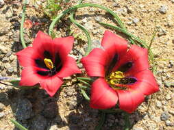 Image of Romulea monadelpha (Sweet ex Steud.) Baker