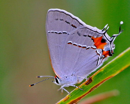 Image of Gray Hairstreak