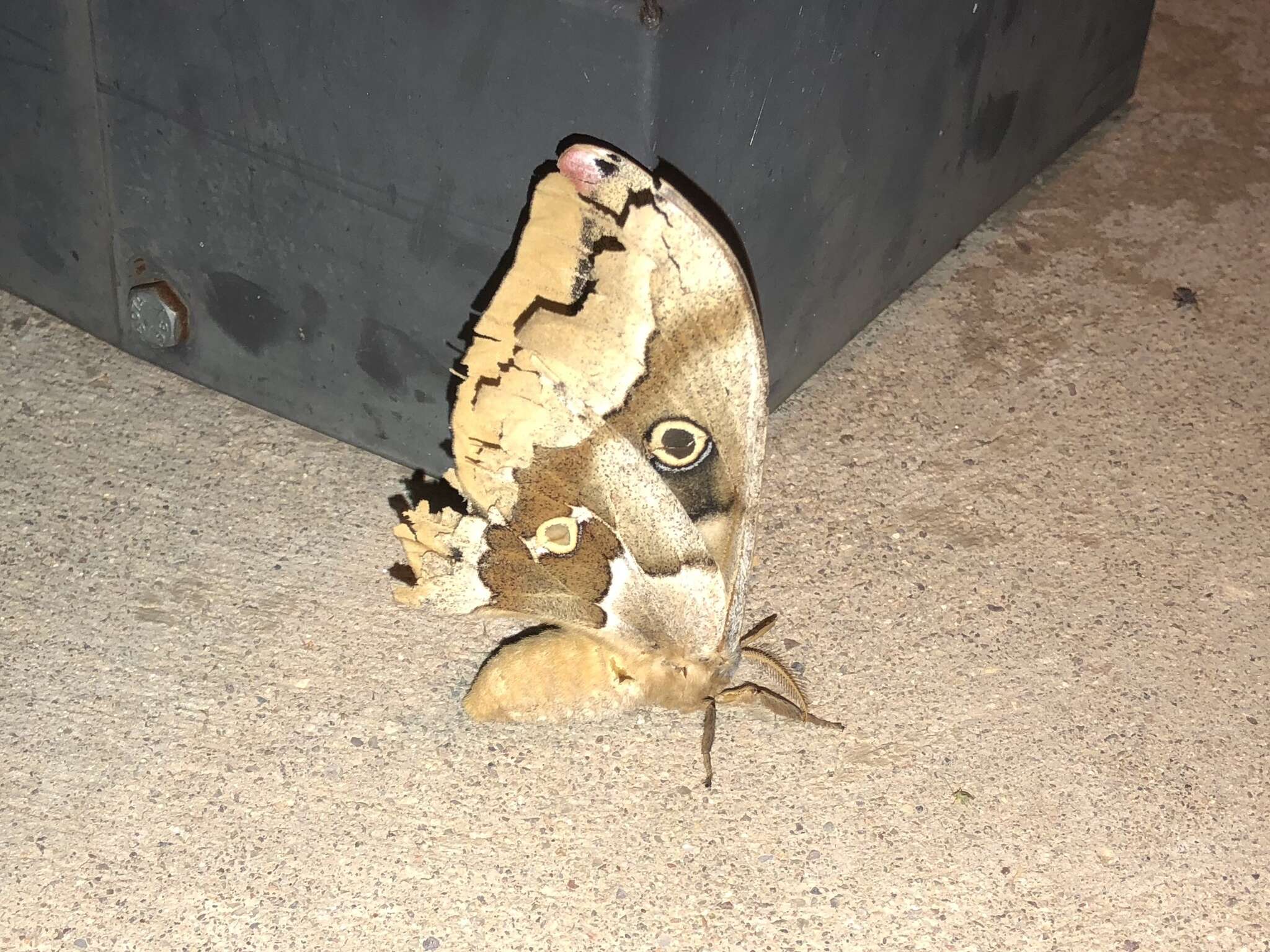 Image of Western Polyphemus Moth
