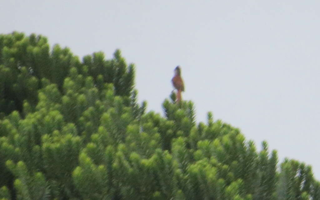 Image of Araucaria Tit-Spinetail