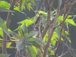 Image of White-throated Flycatcher