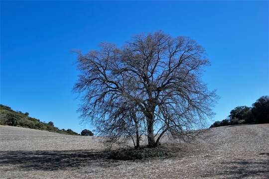 Image of Quercus faginea subsp. faginea