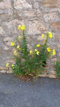 Plancia ëd Oenothera oehlkersii A. Kappus