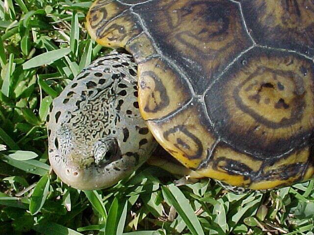 Image of Malaclemys terrapin tequesta Schwartz 1955