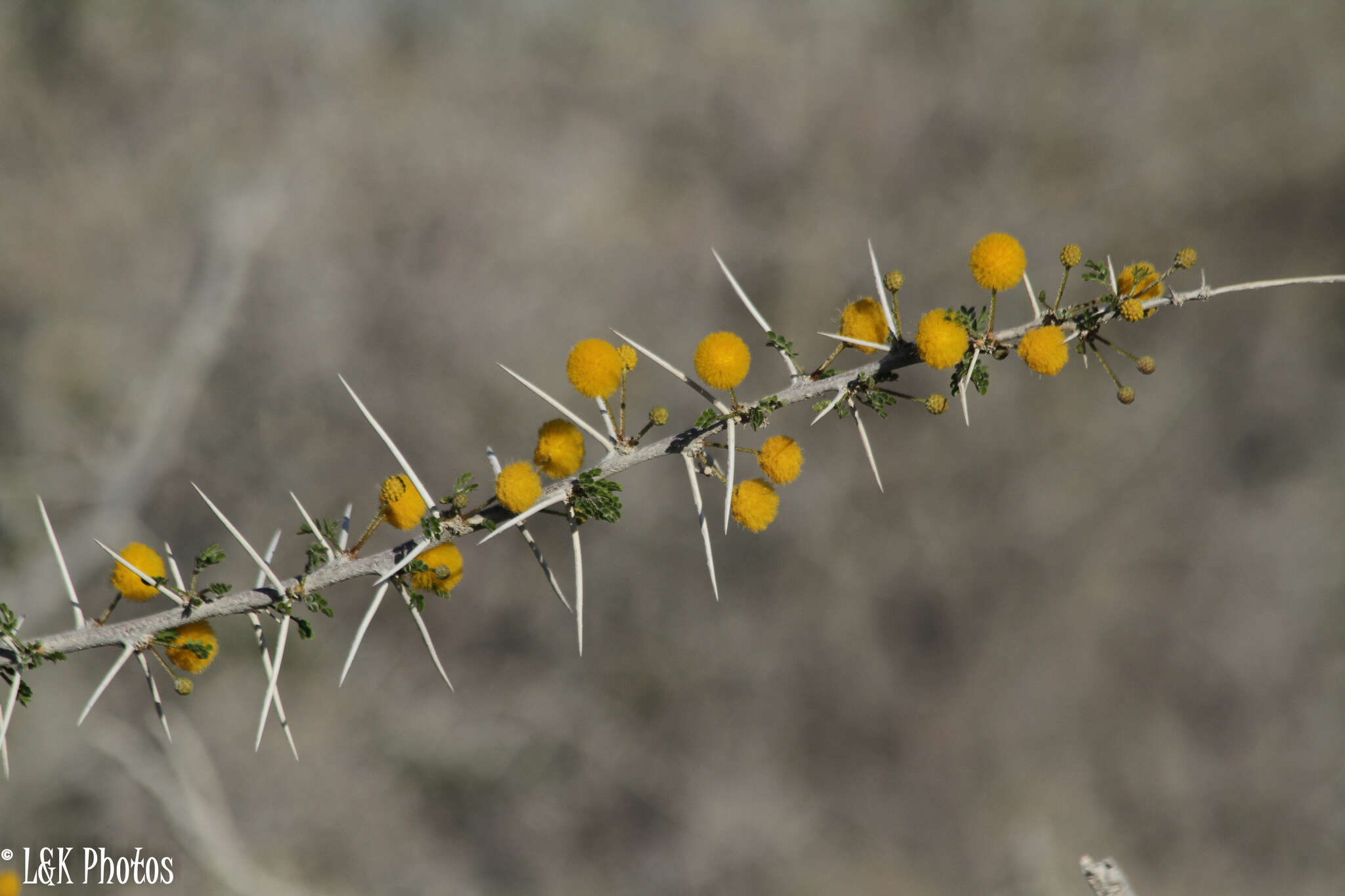 Image of Water acacia