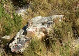 Image of Cape Eagle Owl