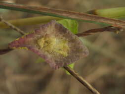 Image of Ipomoea pileata Roxb.